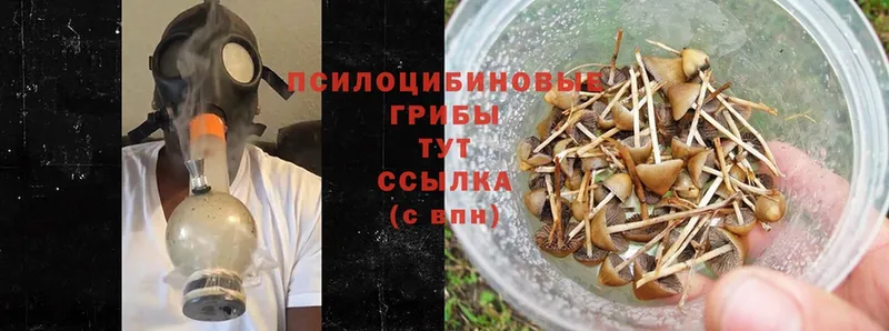 mega ссылки  Старая Купавна  Псилоцибиновые грибы Psilocybe 